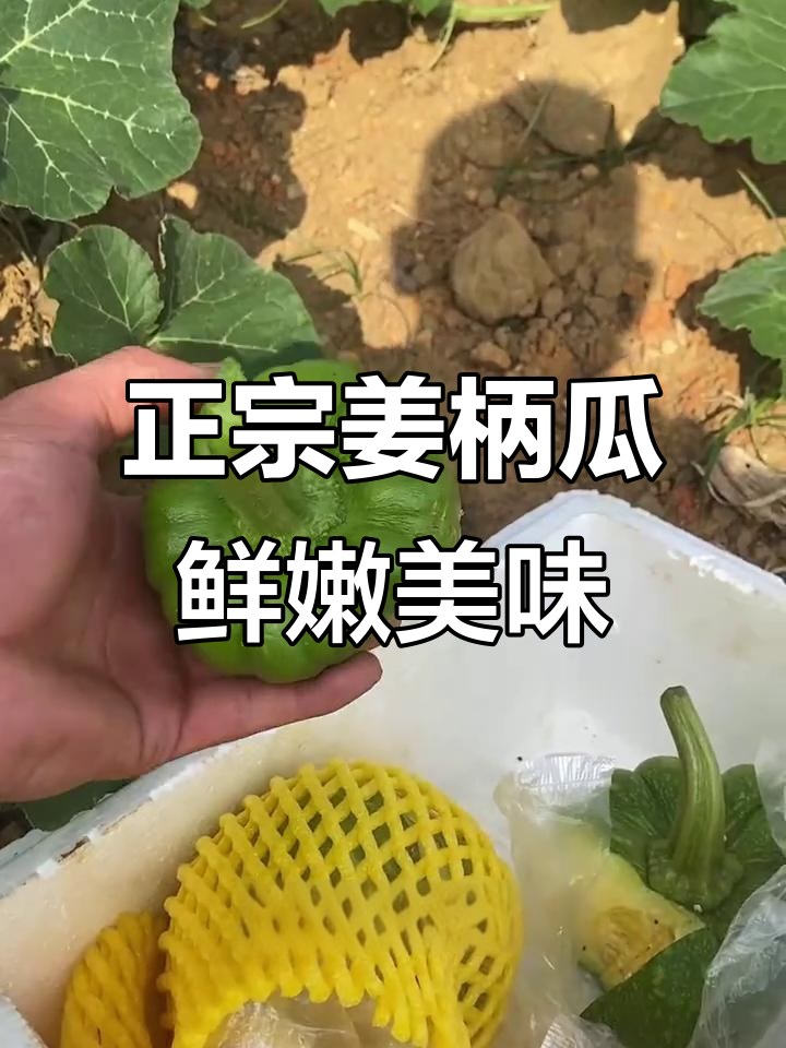云南姜柄瓜:脆甜软糯,做法多样,新鲜采摘农家味十足