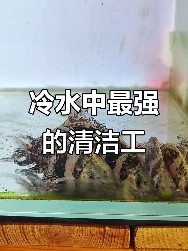 一帆风顺鱼:冷水不挑食,吃藻残渣超强