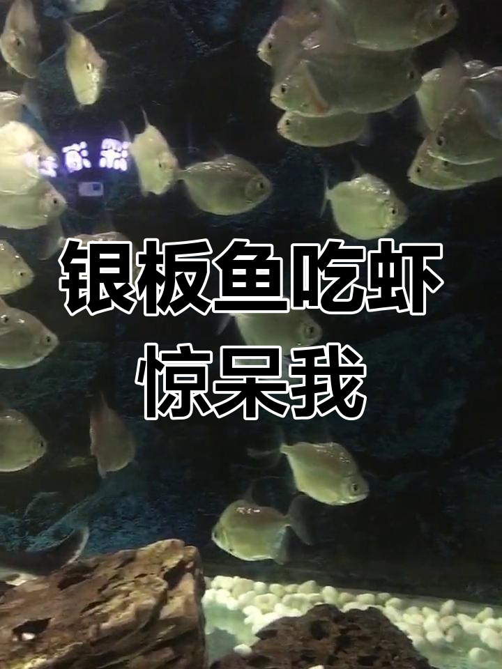 高身银板鱼竟然能吞虾?看它如何进食