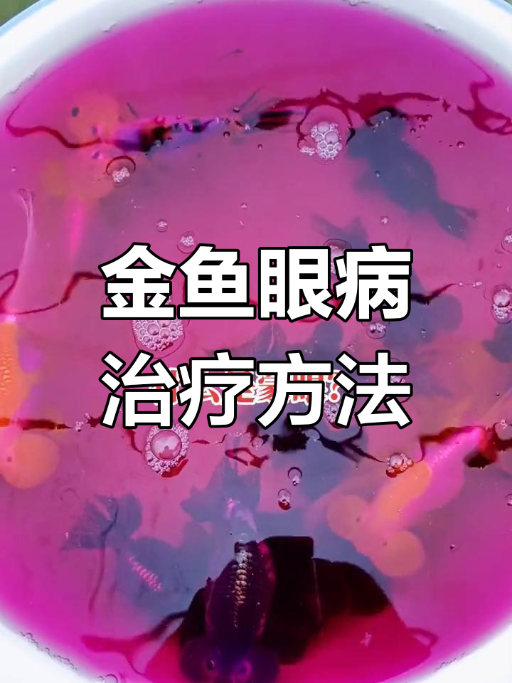 金鱼眼睛蒙白膜,如何治疗?
