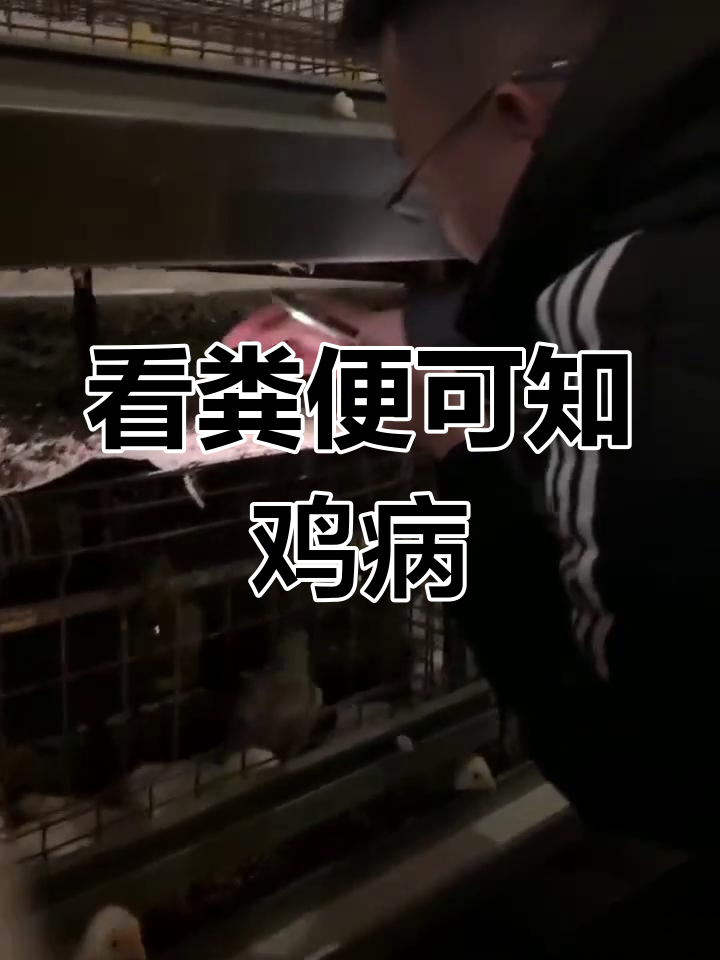 鸡粪便异常判断腺肌胃炎