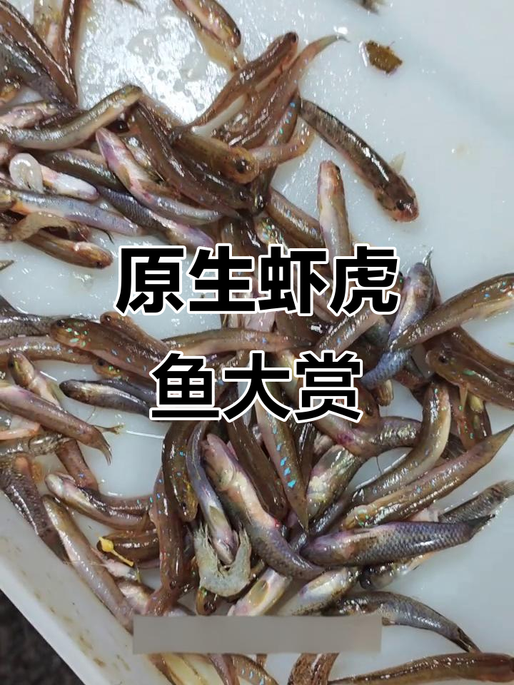 菜市场捡漏原生虾虎鱼，超美荧光蓝色品种揭秘