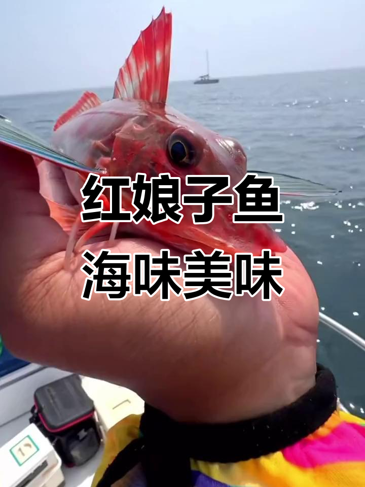 青岛特产红豆鱼,肉质鲜美无刺,红烧炖烧皆宜
