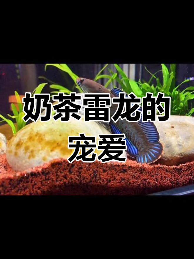 小元哥哥终于拥有了自己的奶茶雷龙,宠物感满满!