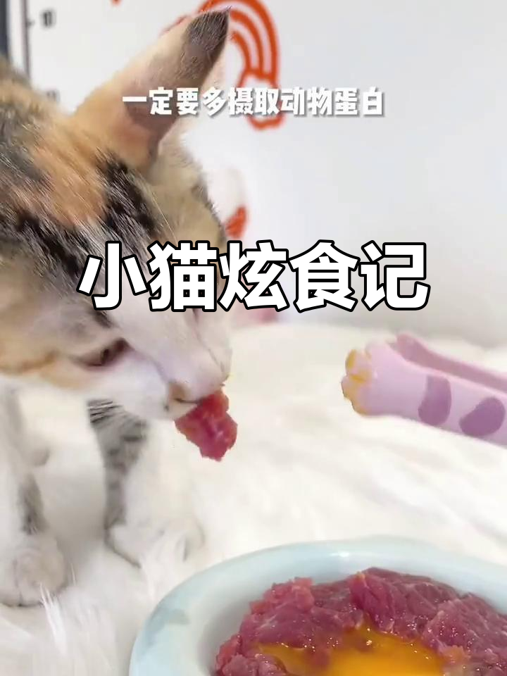 三个月小猫狂吃生肉与鸡蛋,食欲旺盛!