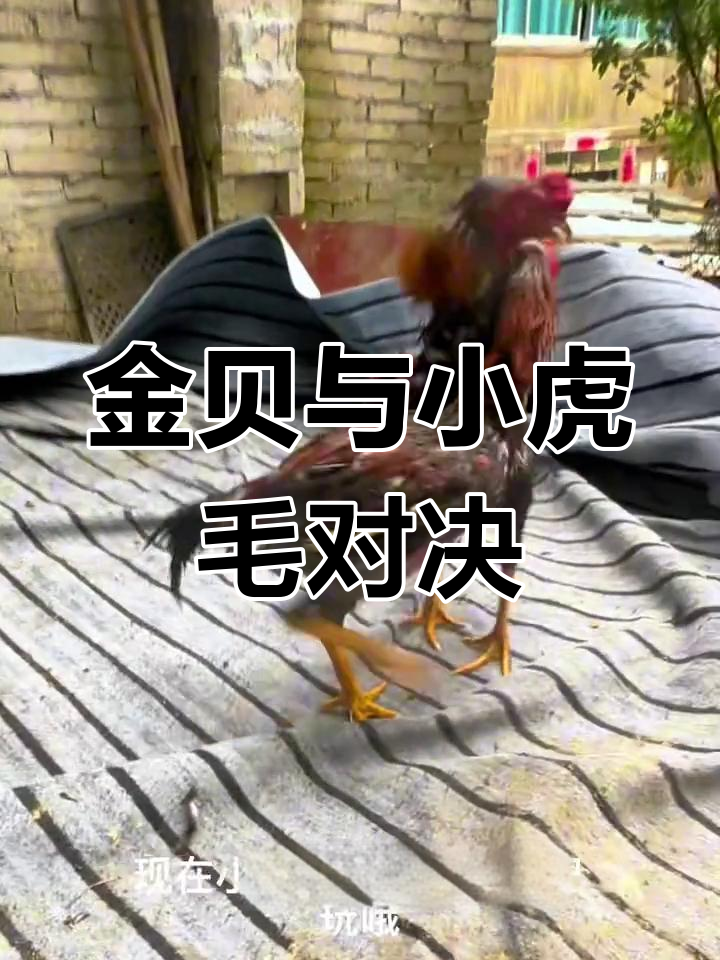 小金背斗鸡挑战虎毛,意外打法让人捧腹