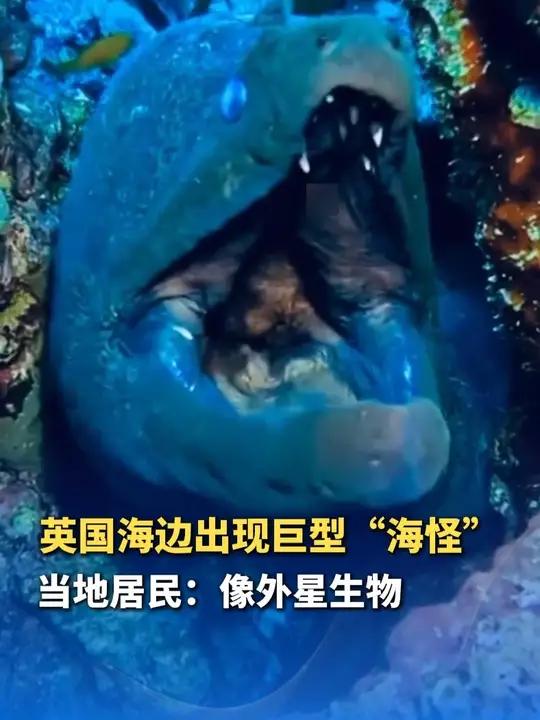 英国海滩惊现3米“海怪”?巨鳗尸体吓坏居民,专家辟谣:是一条“康吉鳗”,是世界最大鳗鱼之一