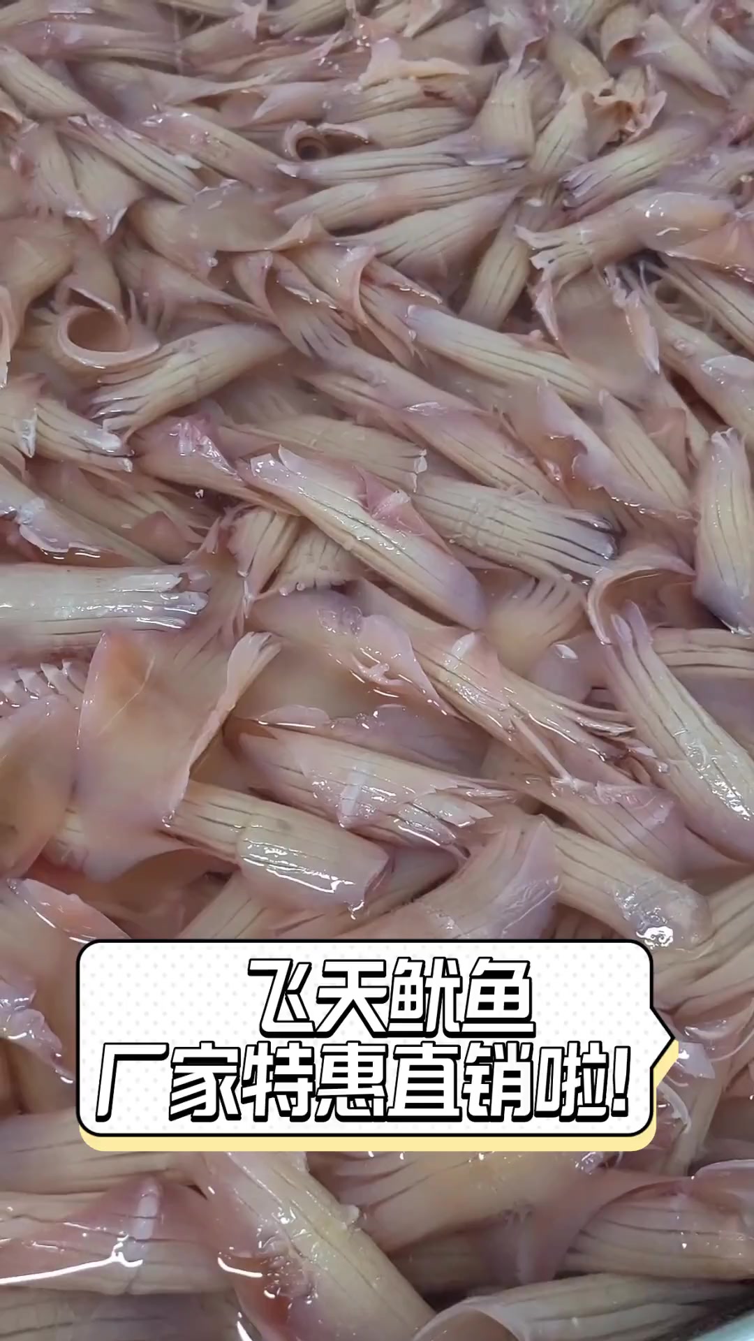飞天鱿鱼,厂家特惠直销啦!