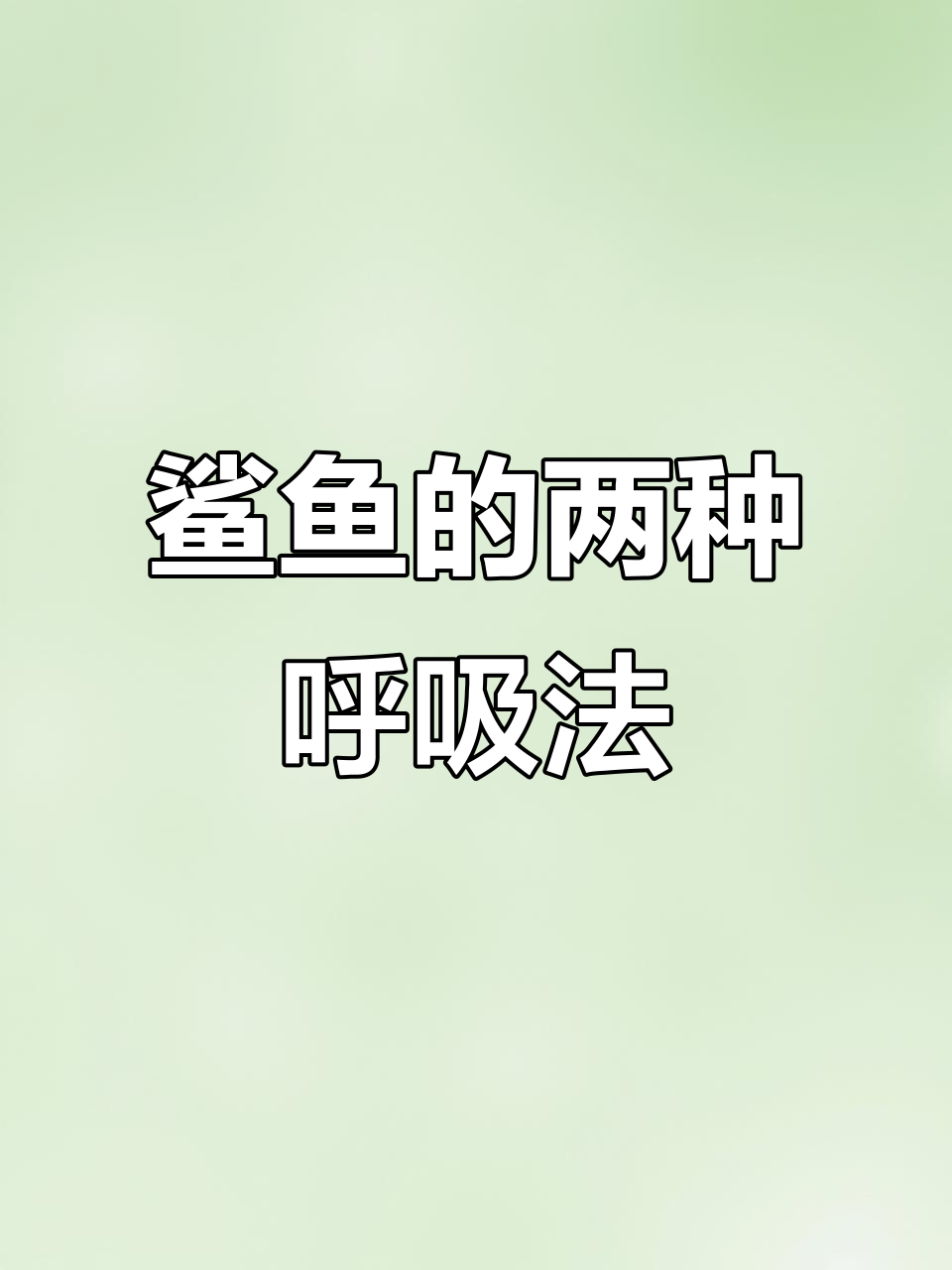 鲨鱼为何能静止不动?揭秘它们的呼吸方式