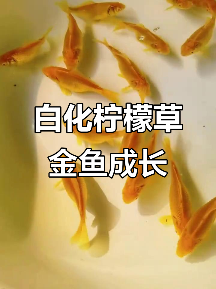 从幼鱼到成鱼的蜕变,白化柠檬草金成长全纪录