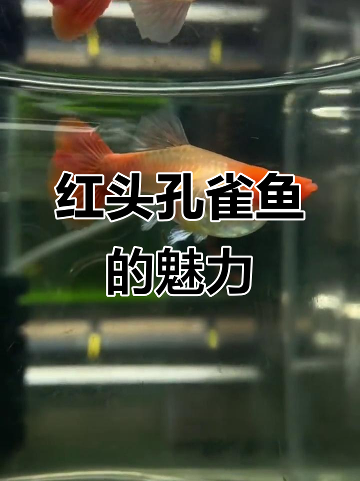 红头孔雀鱼：美丽温顺，群居观赏佳选