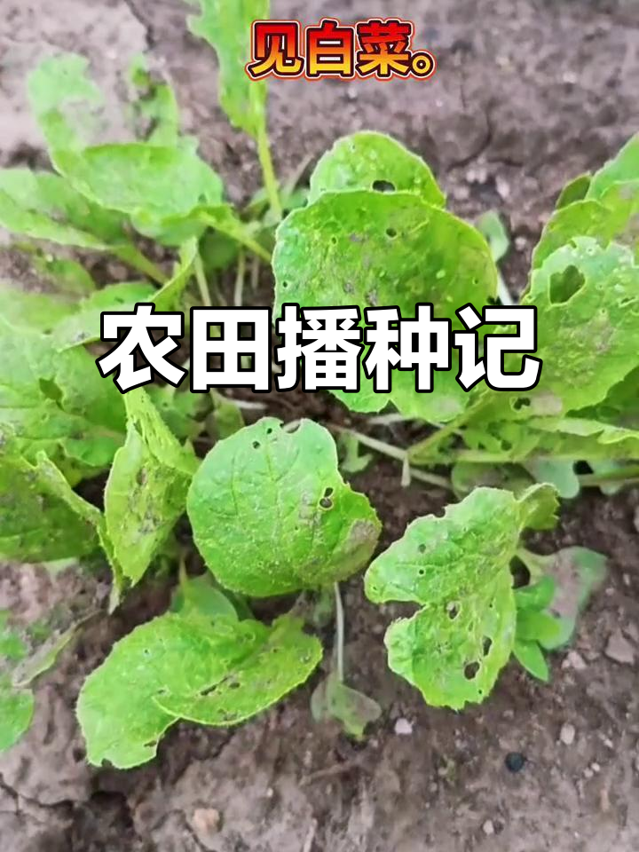 春耕时节，白菜田里的劳作与收获