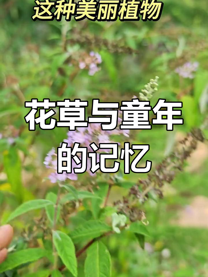 植物之美,缘分与怜悯交织,童年回忆如醉鱼草般芬芳