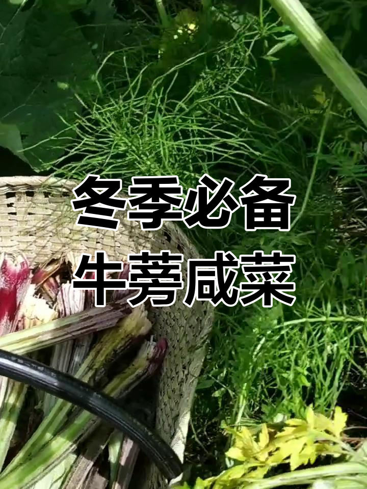 牛蒡梗晒干做咸菜,冬天吃最美味!