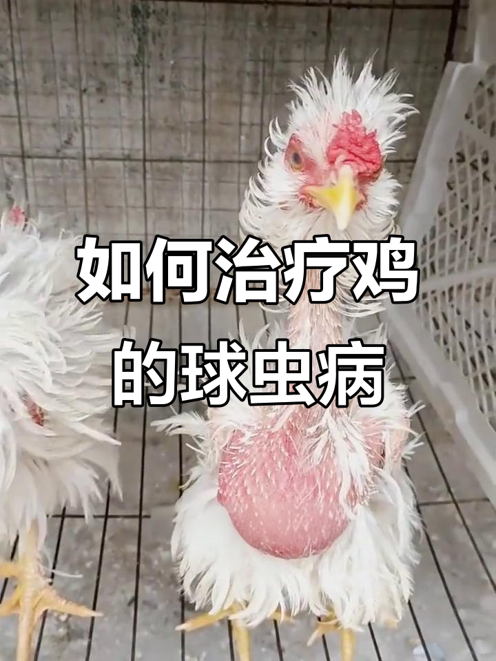 散养鸡拉红便?教你防治球虫病