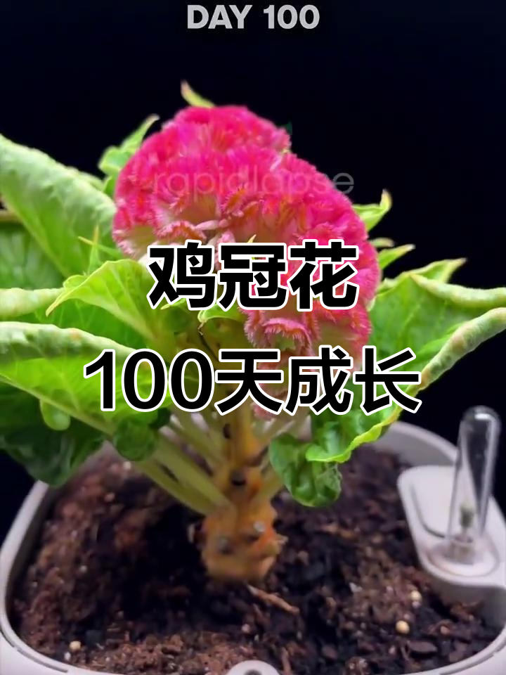 100天种植延时:鸡冠花从种子到盛开的全过程