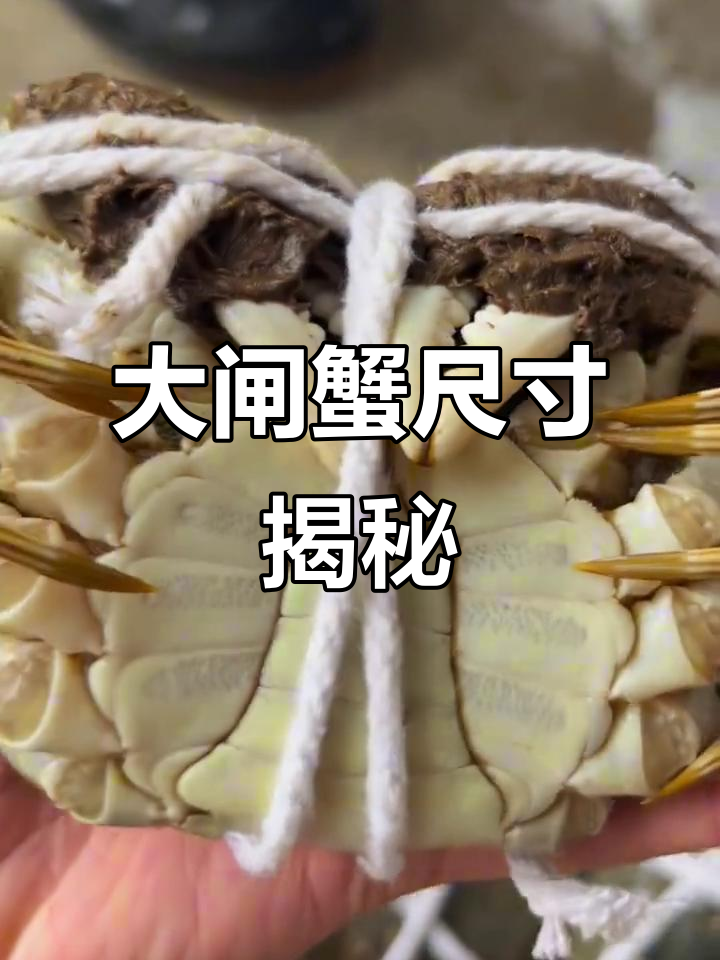 母蟹四两,公蟹五两大揭秘!螃蟹到底多大才算大?