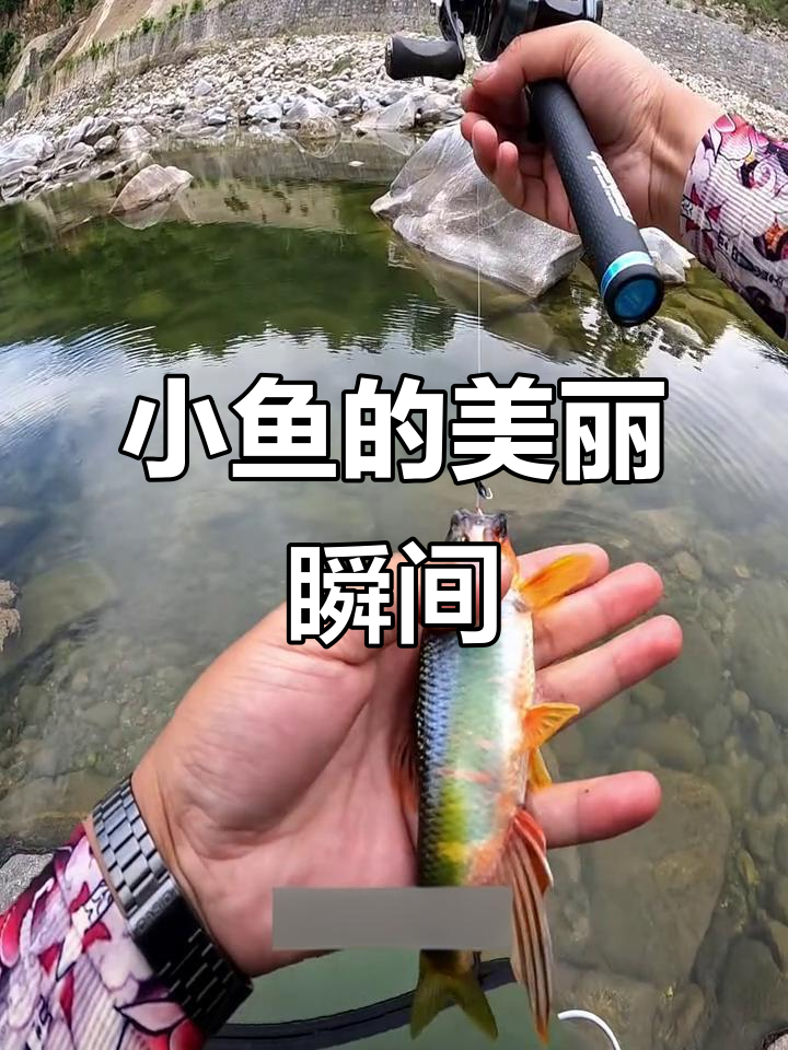 户外捕捉小鱼,鱼鳍展开超惊艳!
