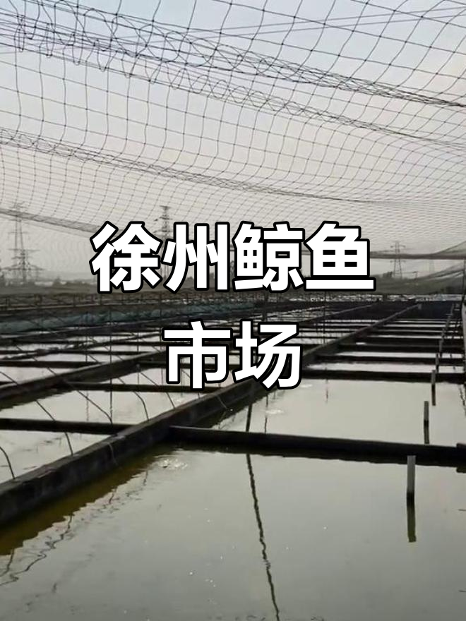 徐州鱼场探访,传统金鱼品种大集合
