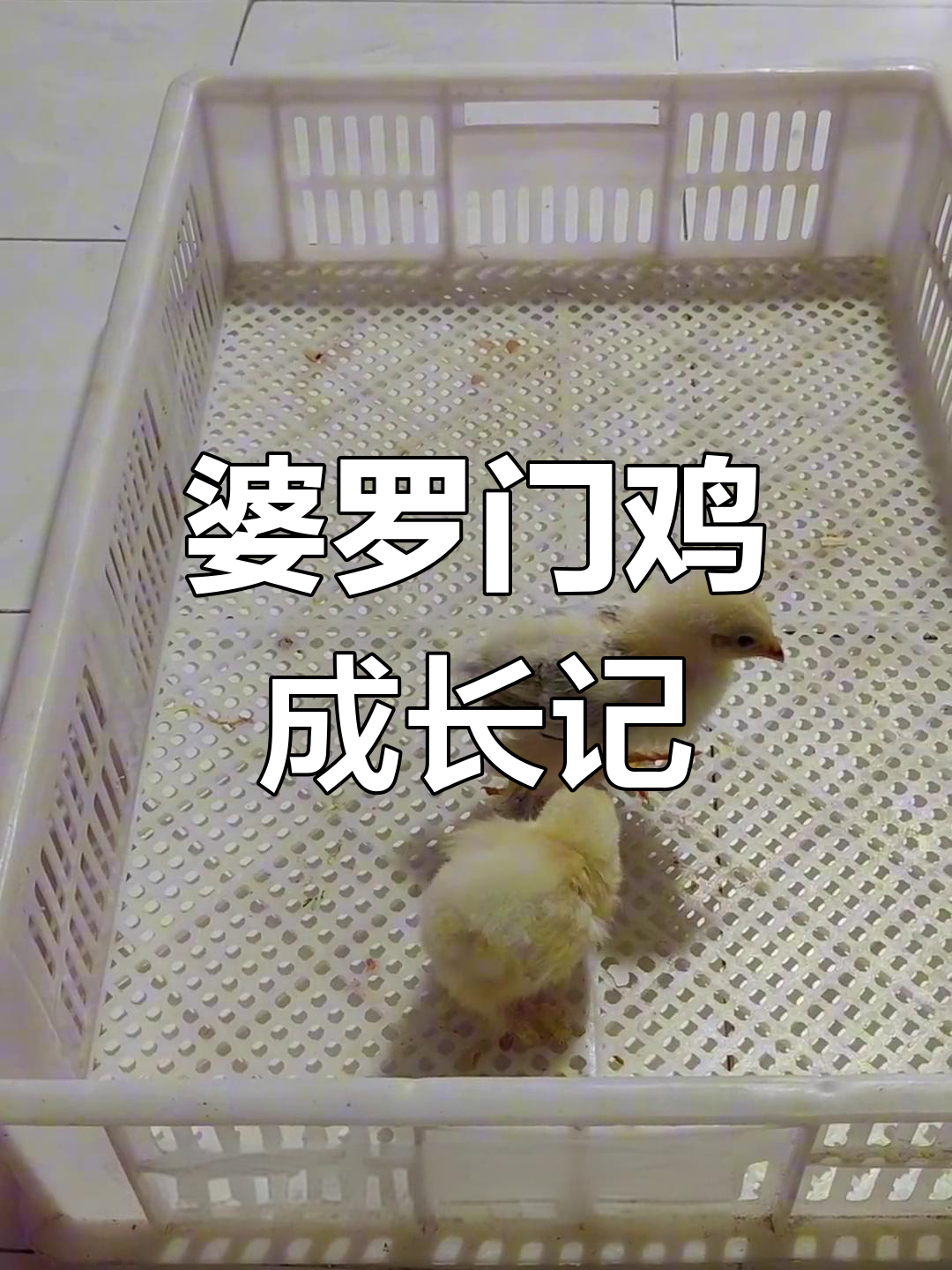 婆罗门鸡成长全纪录:从蛋到巨型公鸡的蜕变