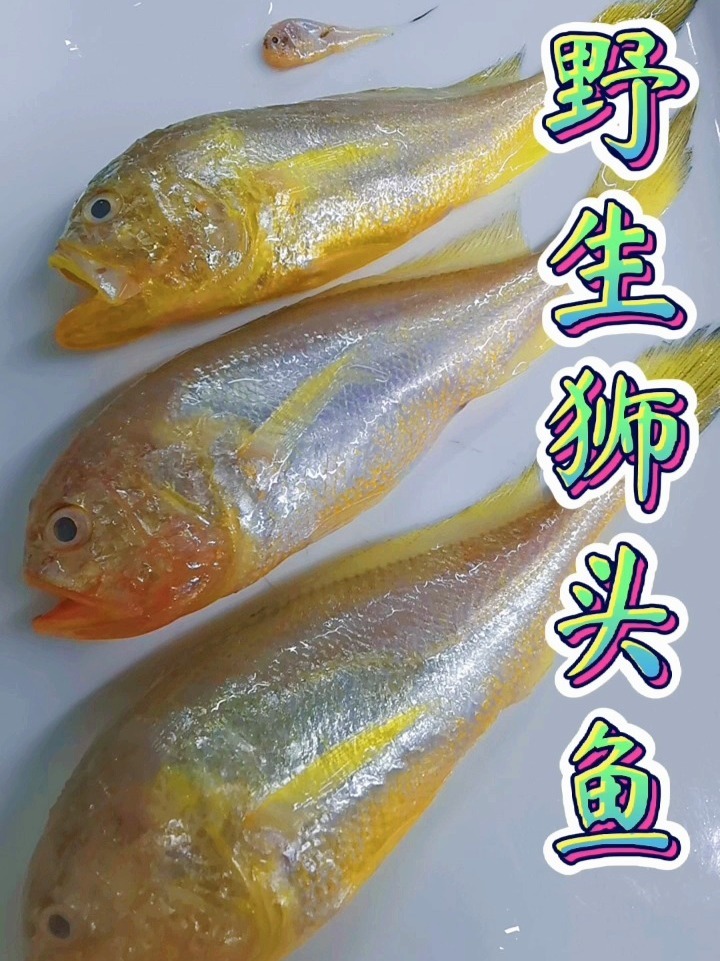 宰杀野生的狮头鱼千万要注意的细节!