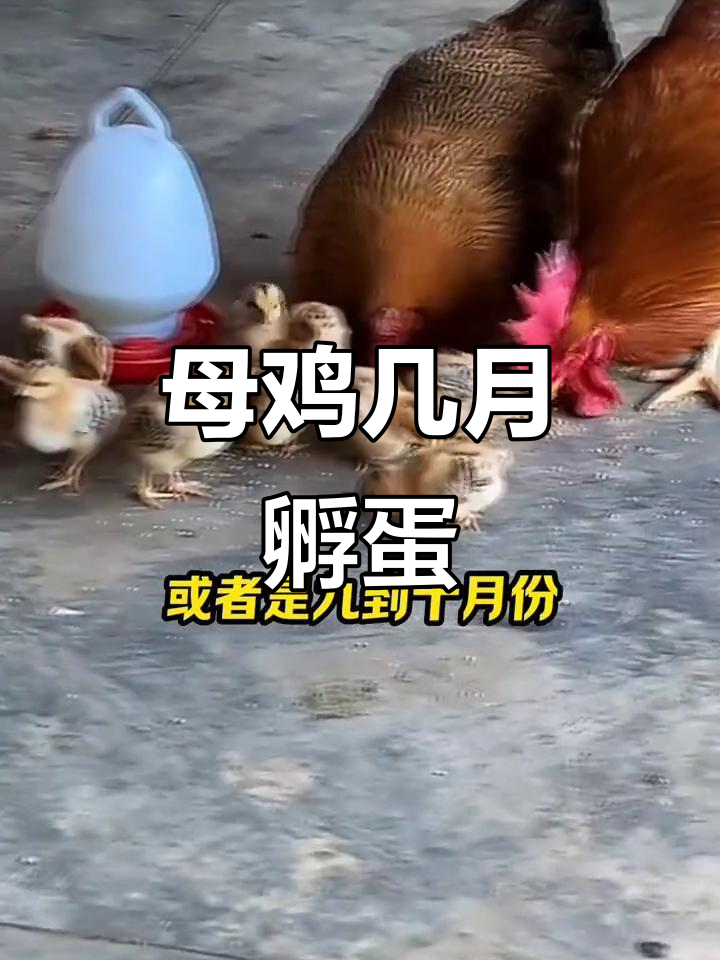 母鸡孵化小鸡的最佳时机,春季秋季最适宜