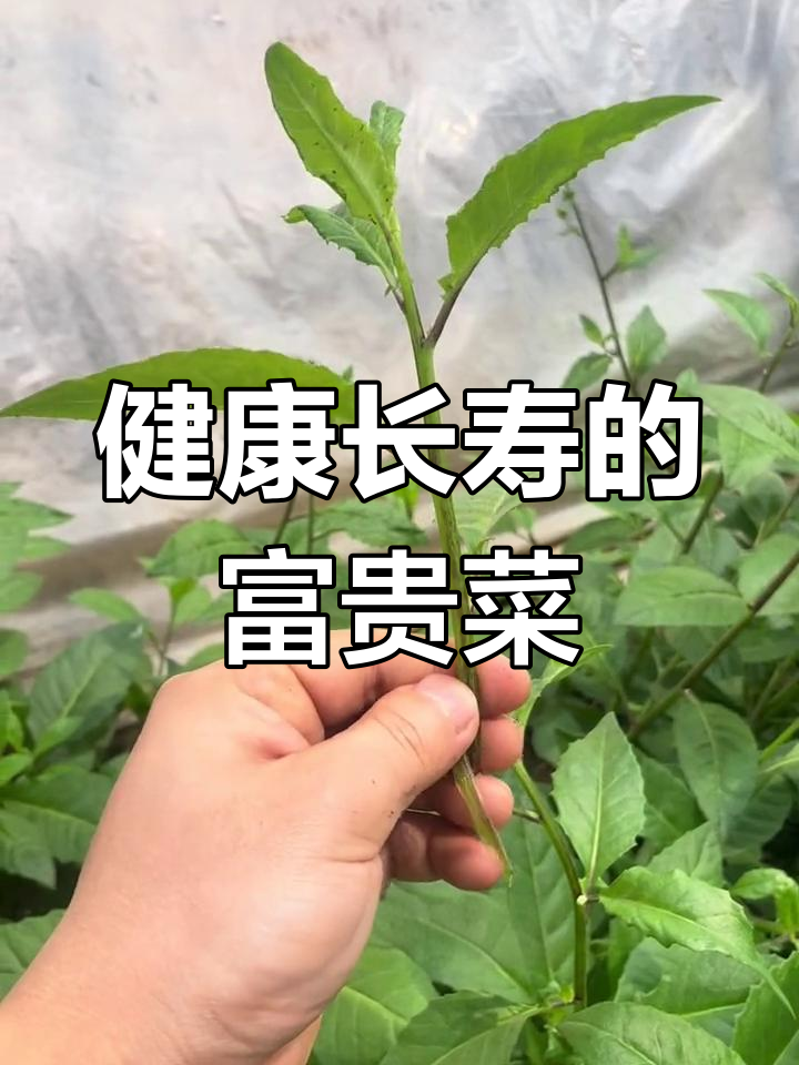富贵菜:简单种植,健康益处多