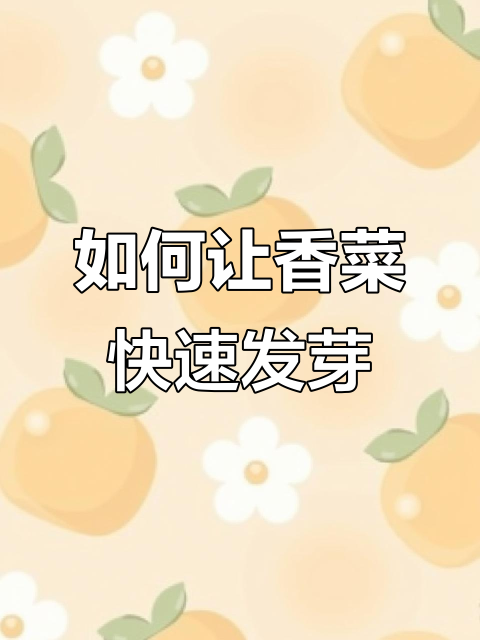 香菜快速发芽出苗技巧，阳台种植必看