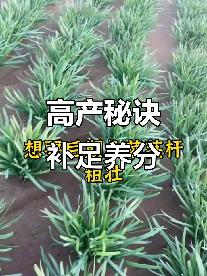 韭菜七八公分时,补充营养让茎杆更粗壮