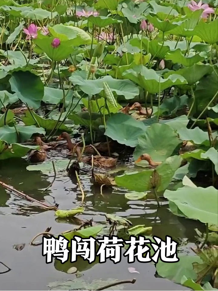 鸭子闯入荷花池,高雅荷塘秒变水上乐园