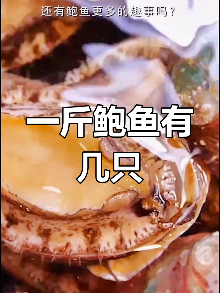 鲍鱼头数揭秘:一斤有多少只?