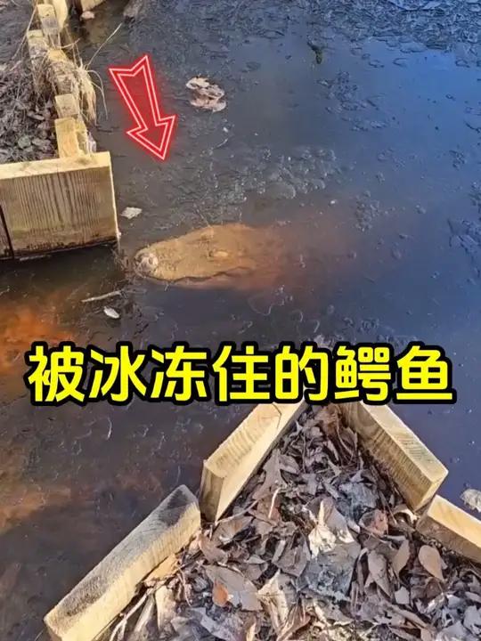 在河边看到结冰的鳄鱼,千万不要触碰它!鳄鱼鳄鱼冬眠有趣趣事 全球看点