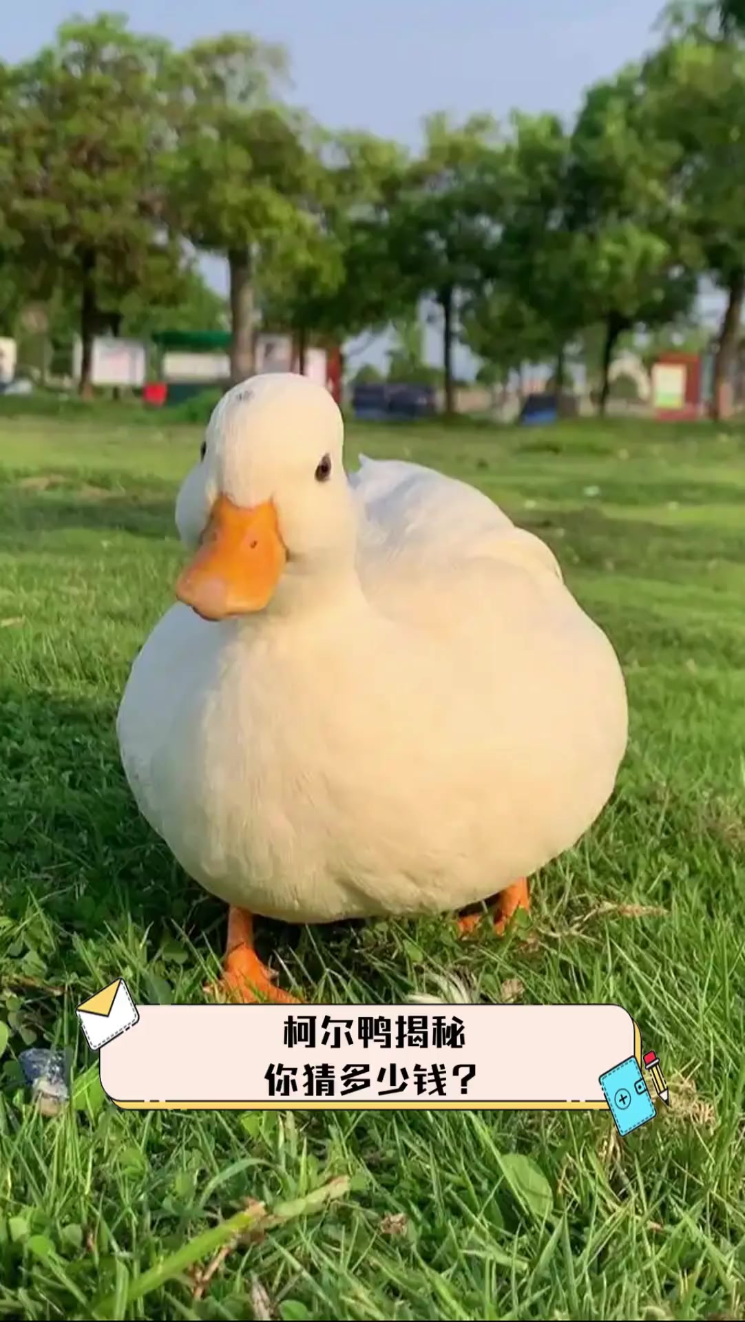 柯尔鸭揭秘,你猜多少钱?