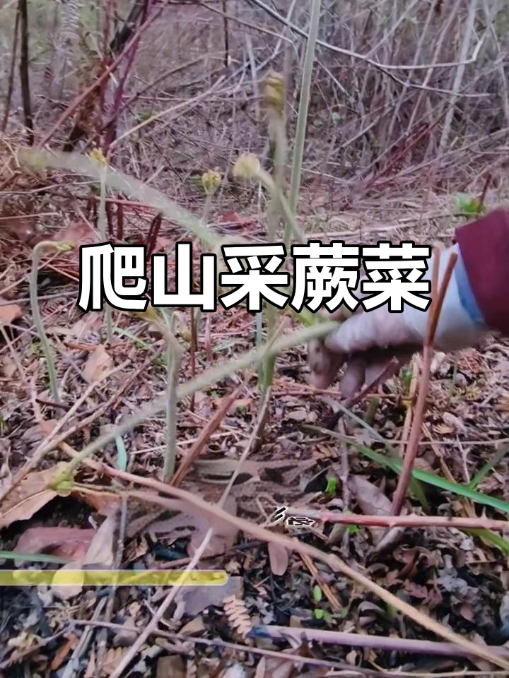九连尖山蕨菜采摘,山路难行注意安全