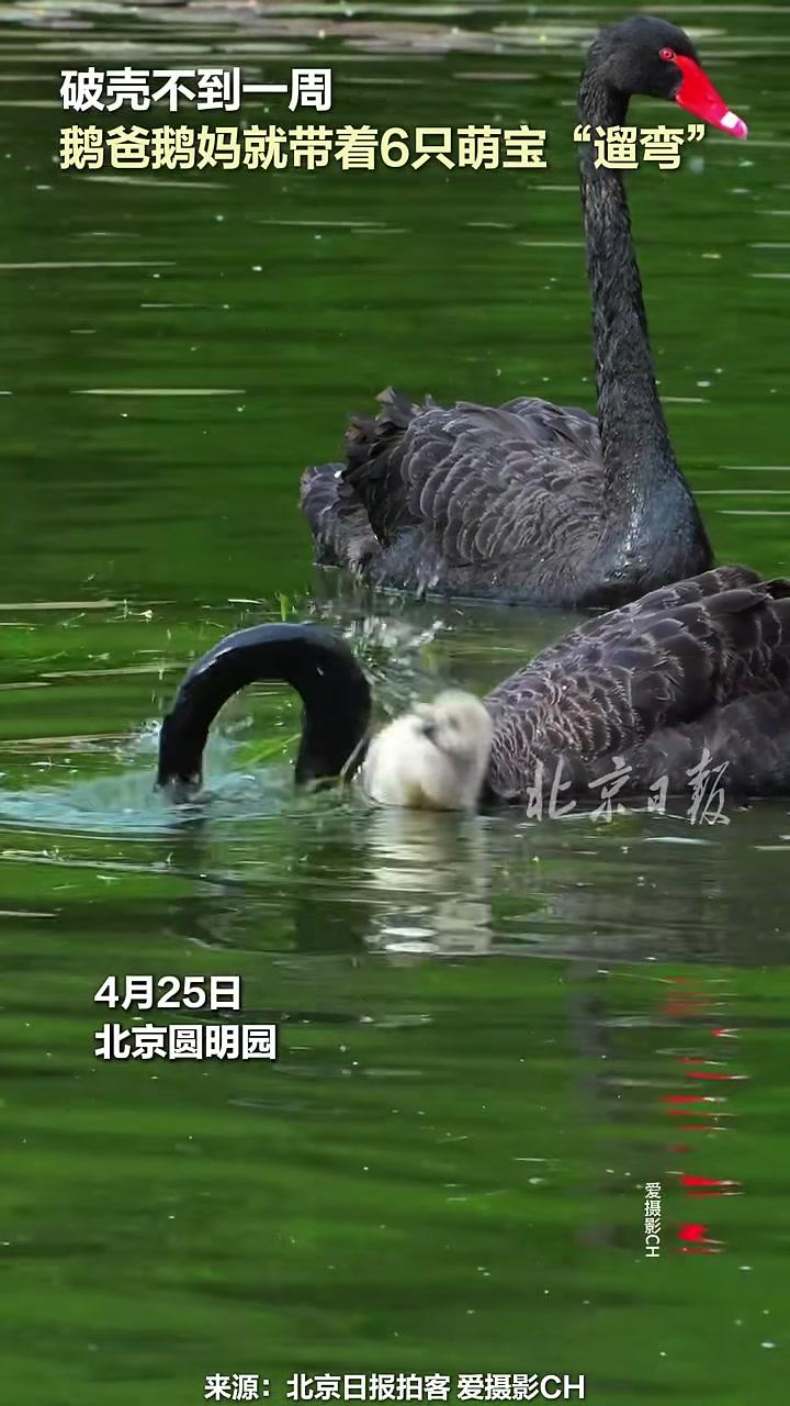 圆明园6只黑天鹅宝宝跟鹅爸鹅妈“遛弯”4月25日,圆明园6只活泼的黑天鹅萌宝们,出壳不到一