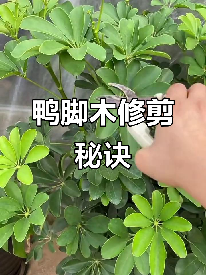 想要鸭脚木更美？掌握修剪技巧，轻松打造丰满造型！