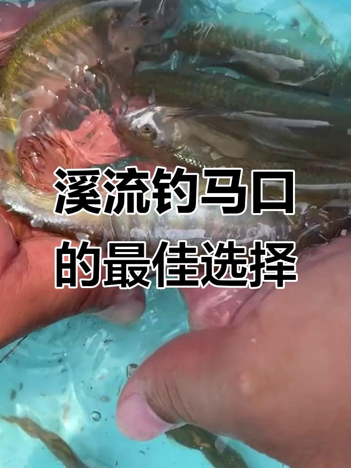 溪流钓马口必备饵料,四季通用狂冲不散