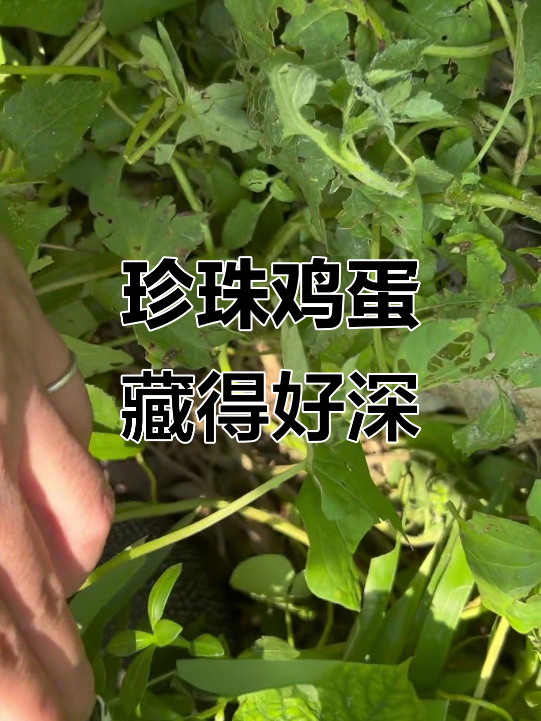 珍珠鸡下蛋太隐秘,差点踩到!