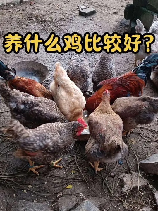 养什么鸡好？芦花鸡和清远麻鸡是不错的选择
