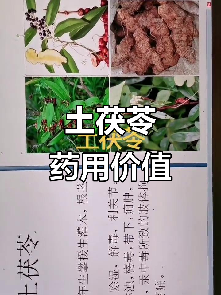 土茯苓的药用功效与作用