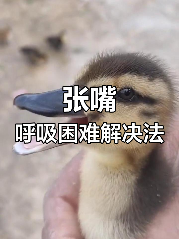 鸭子张嘴呼吸的原因及解决方案