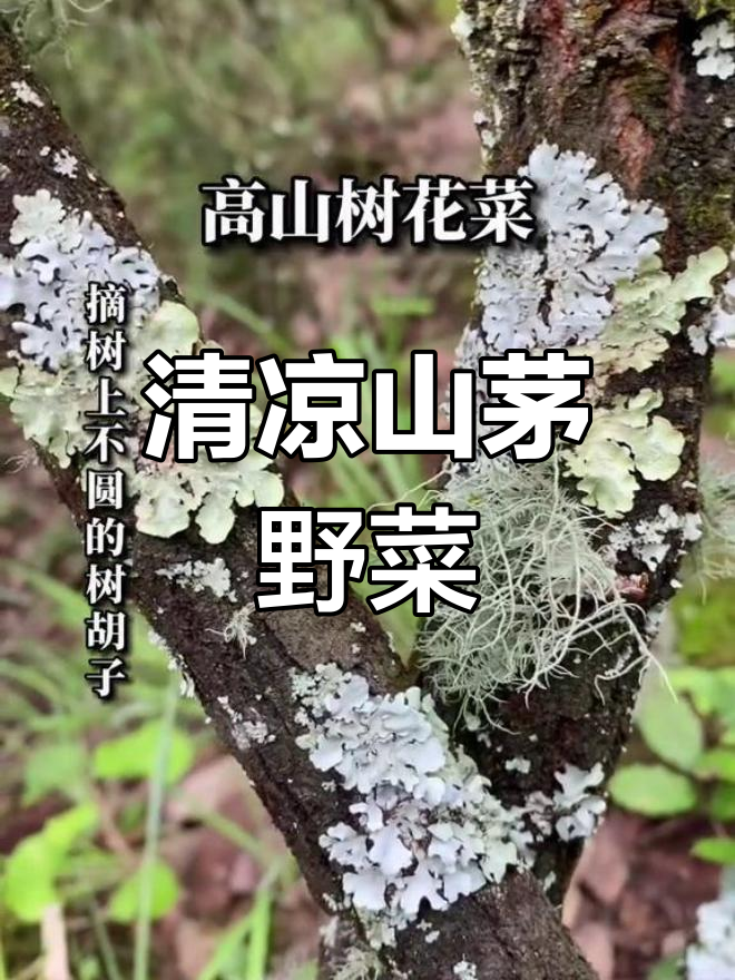 云南原始森林中的美味野菜