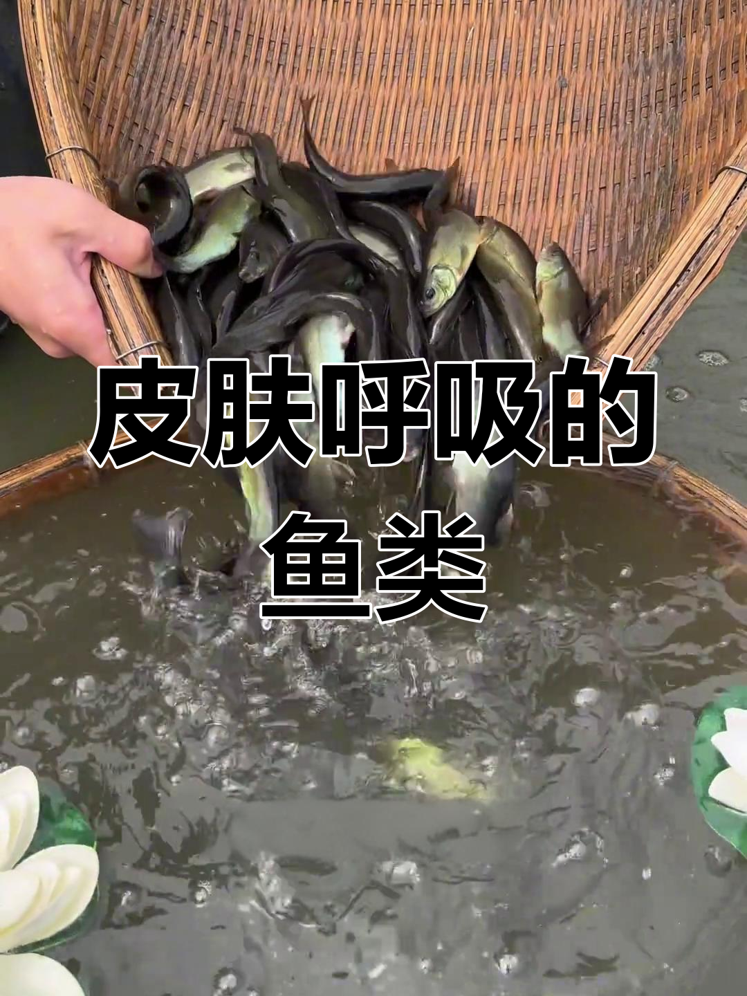 丁桂鱼:缺氧环境下的生存秘诀