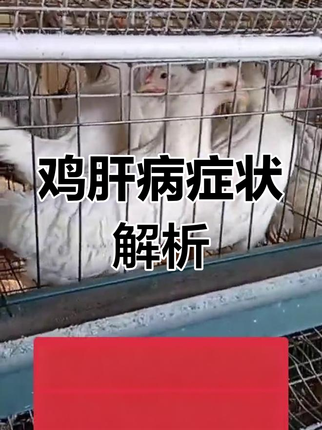 鸡冠发白是肝脏病变?如何判断与应对