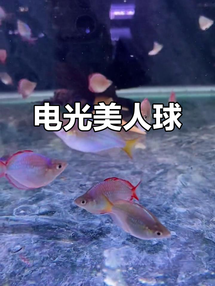 球形电光美人鱼：热带鱼的魅力与神秘