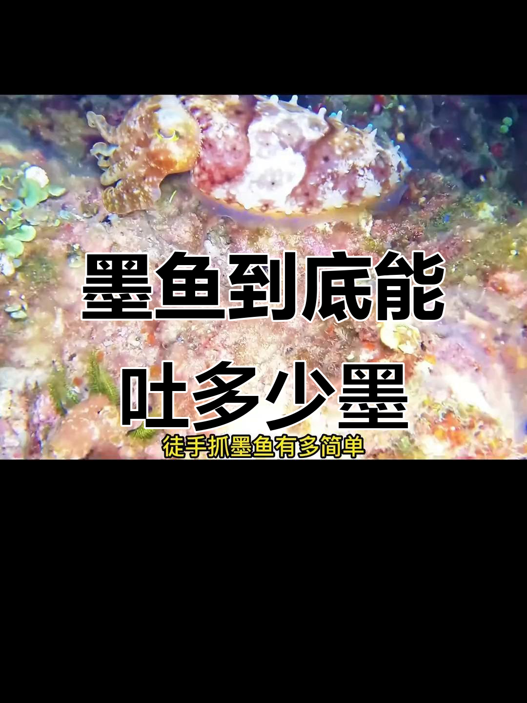 一只墨鱼能吐多少墨?竟然这么多!