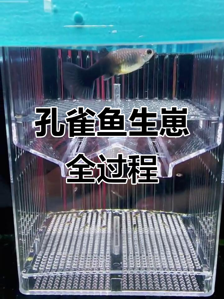 德系蓝礼服孔雀鱼生娃实录，32条小鱼仔诞生过程大揭秘
