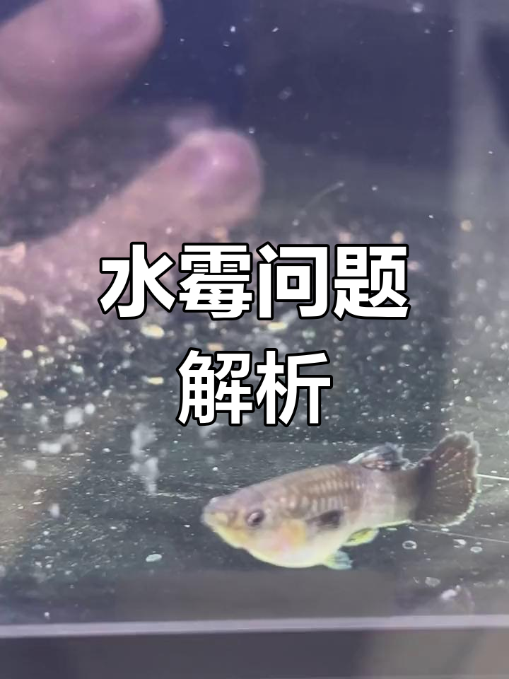 春季孔雀鱼常见水霉,及时处理很重要!