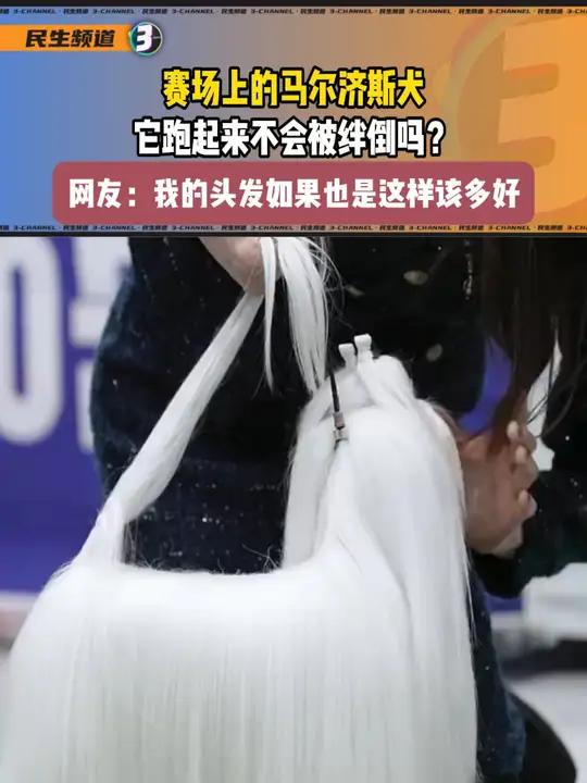 赛场上的马尔济斯犬,它跑起来不会被绊倒吗?