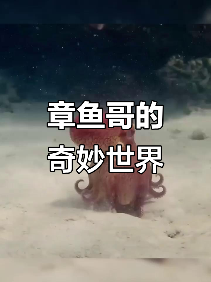 各种奇特章鱼大揭秘,椰子、蓝环、玻璃样样有